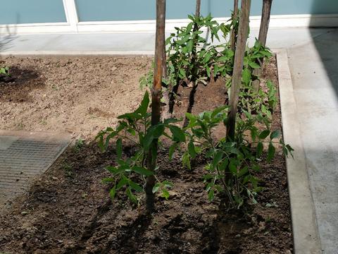 Os tomateiros plantados em março